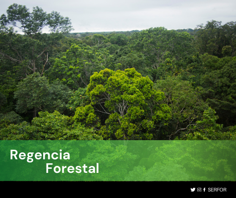 Regencia Forestal copia 1
