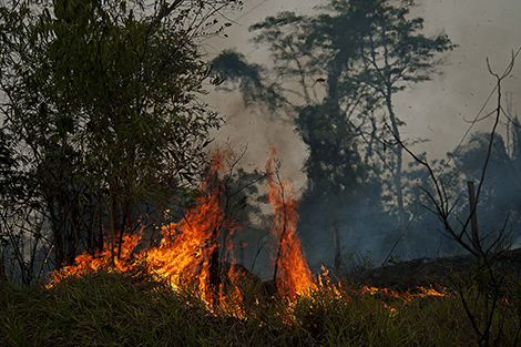 Brigadistas - Incendios Forestales