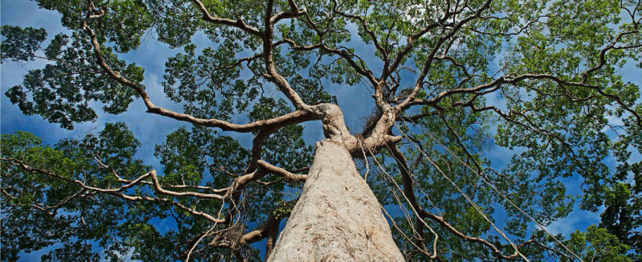 Identificación Botánica y Anatómica de Especies Forestales 2024