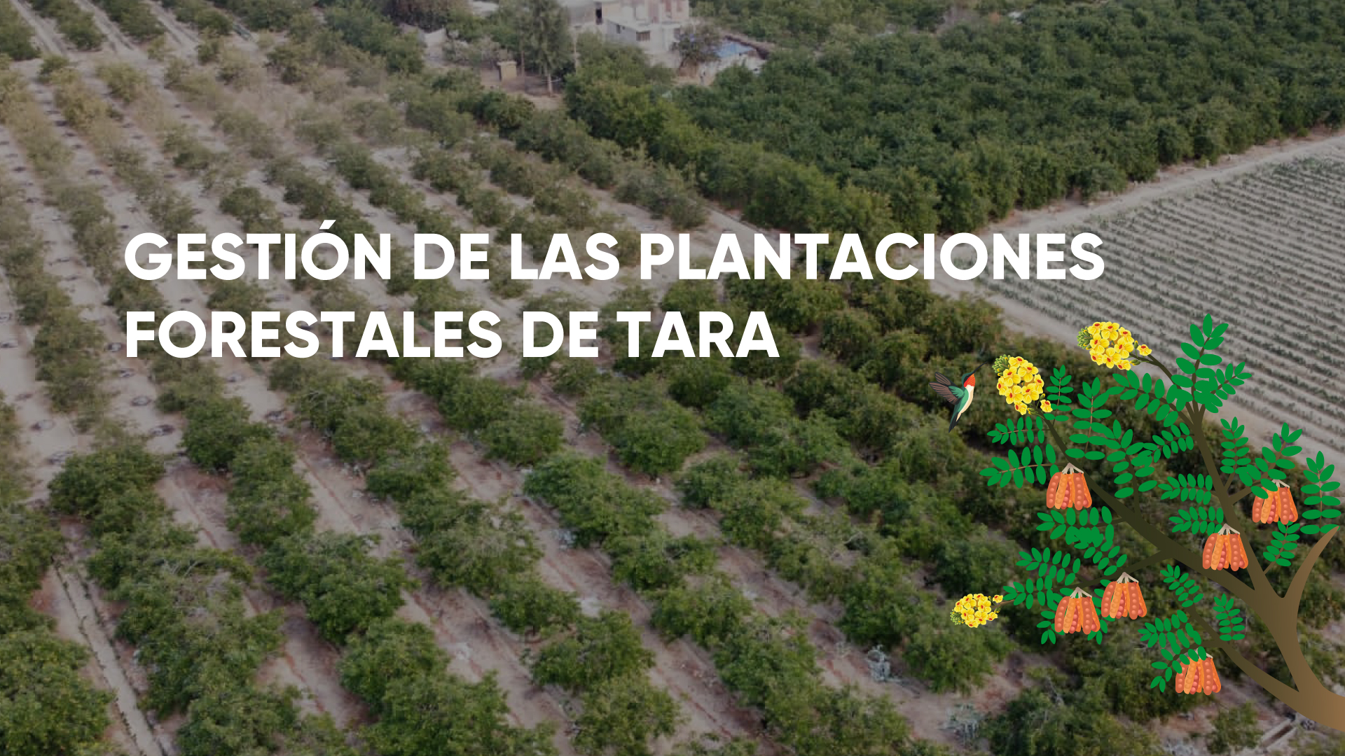 GESTIÓN DE PLANTACIONES DE TARA
