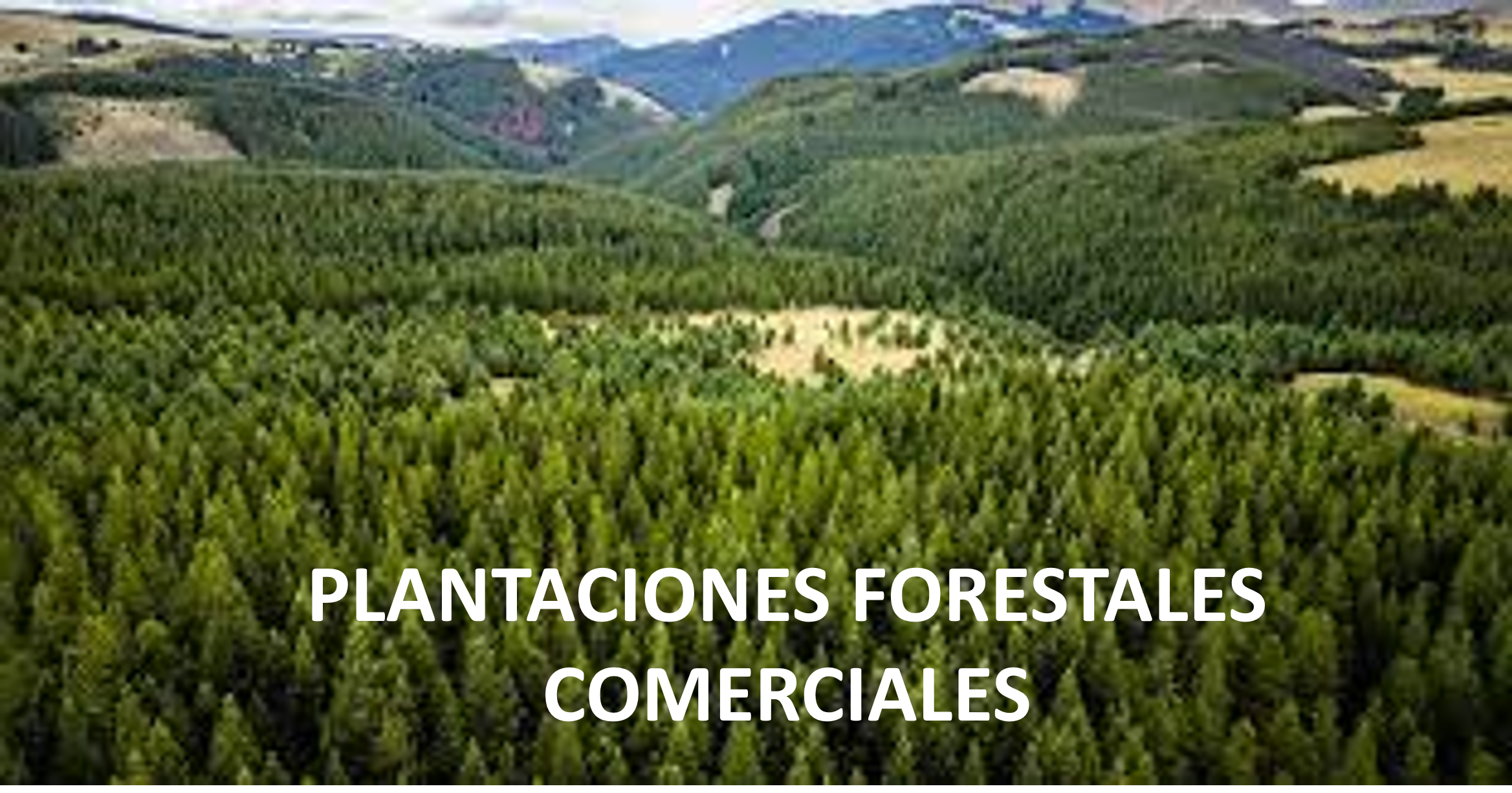 PLANTACIONES FORESTALES COMERCIALES