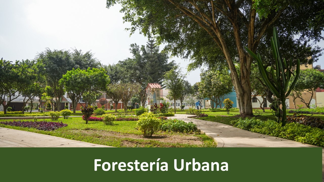 FORESTERÍA URBANA
